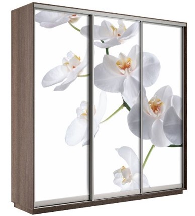 Шкаф Экспресс 1800х600х2200, Орхидея бела/шимо темный в Благовещенске - изображение